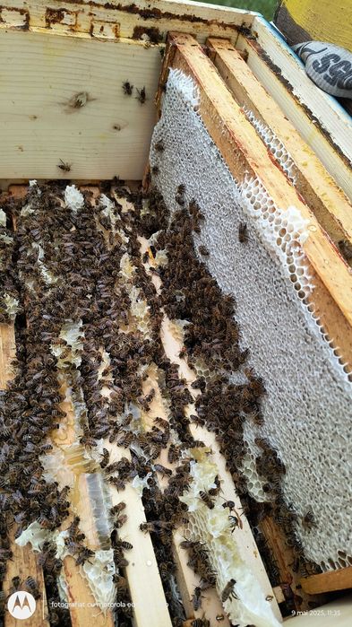 Miere de salcâm și polifloră!