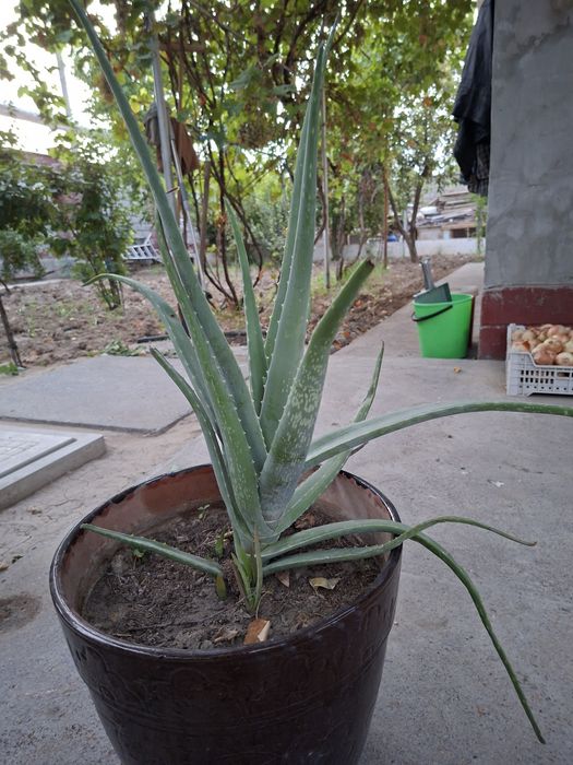 Honaki uy gullari sotiladi