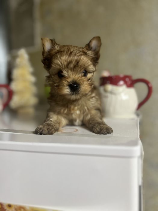 Yorkshire terrier