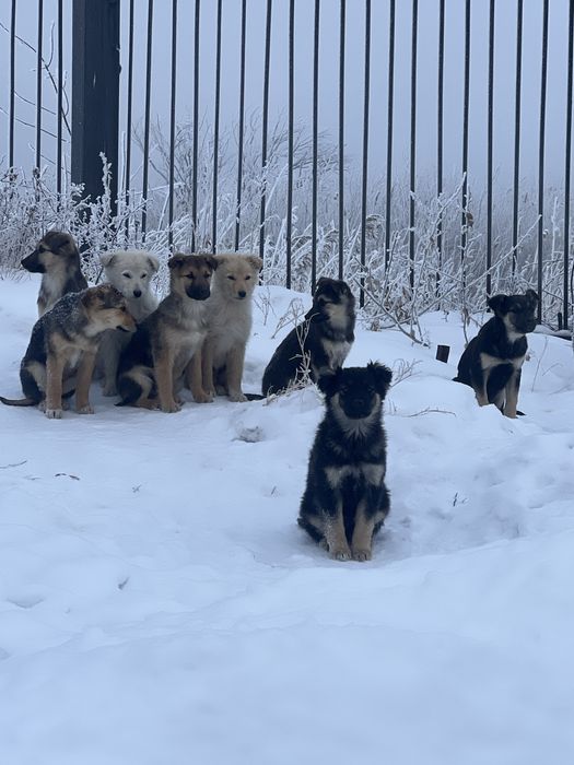 Отдам щенят в добрые руки