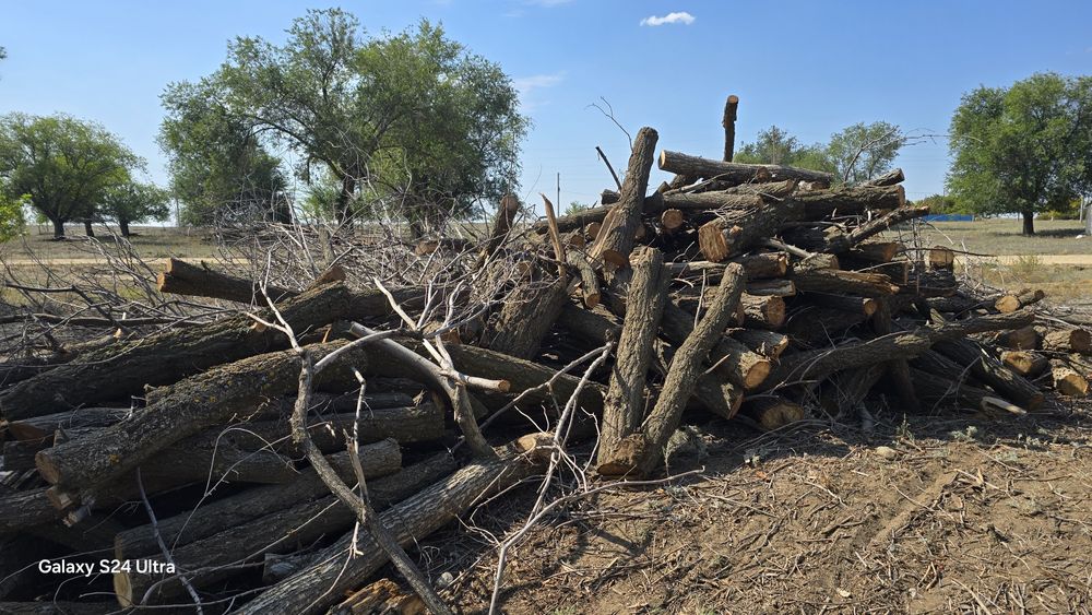 тегін құрғақ ағаш беріп жібереміз, өздеріңіз келіп алып кетесіздео