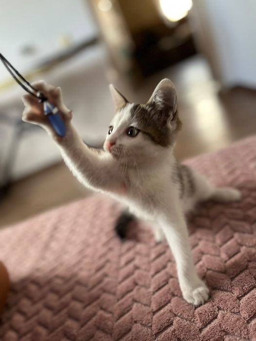 Котенок, мальчик