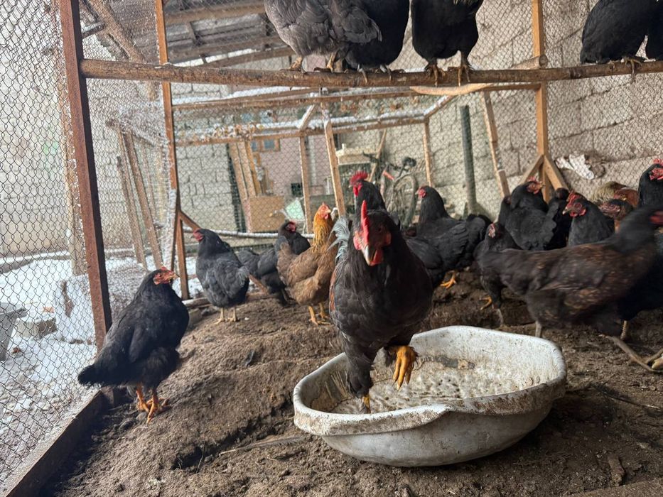 Товик ва хорозлар сотилади