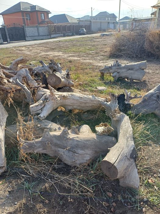 Карагач большие пеньки