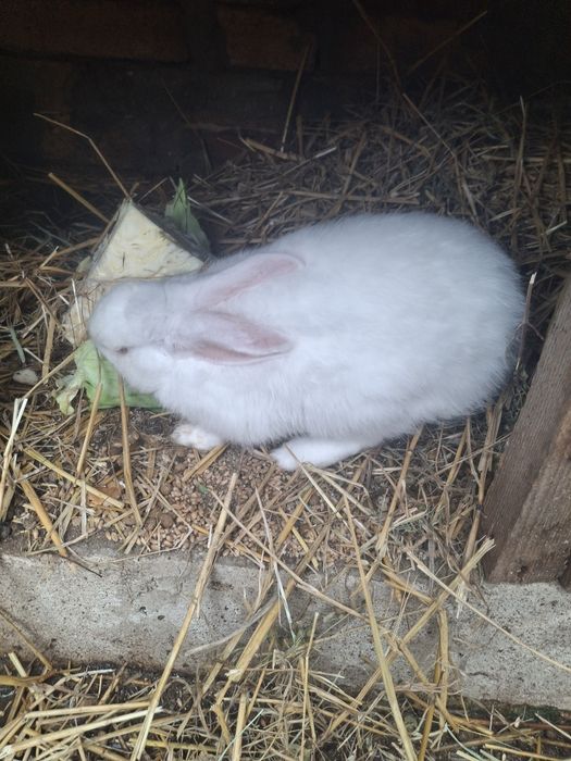 Vând iepuri de curte