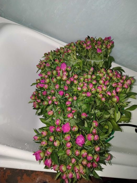 Pion kochat sotaman dexqonchili