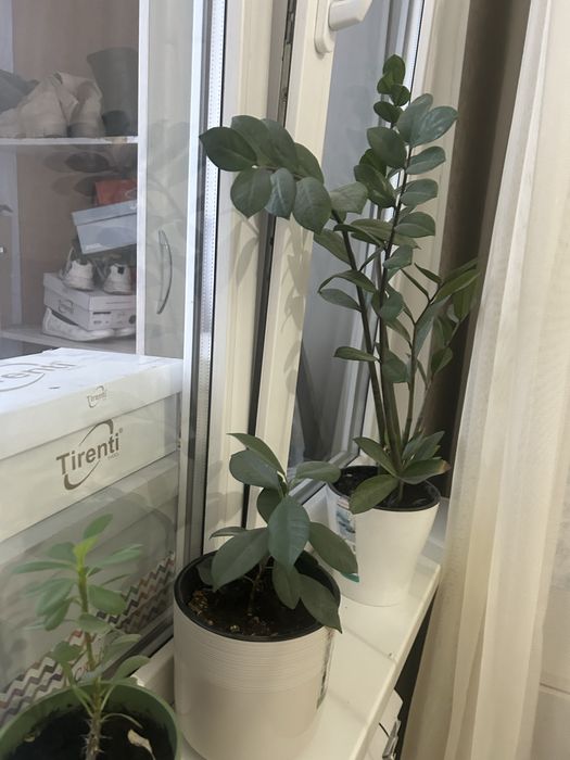 Комнатные  цветы . Ро доступным цена