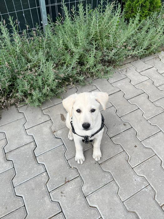 Cățelușa labrador metiș