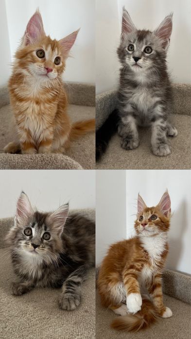 Котики.. Продаются.. С питомника..