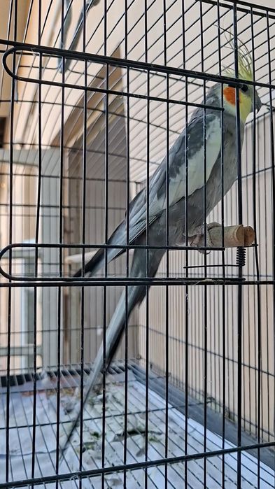Корелла сотилади