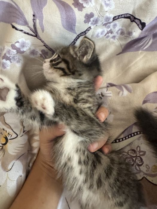 Отдам котяту бесплатно