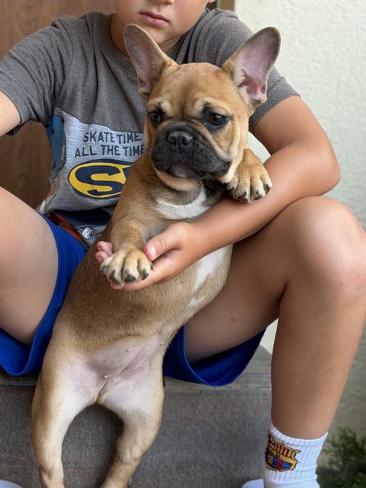 Bulldog francez red