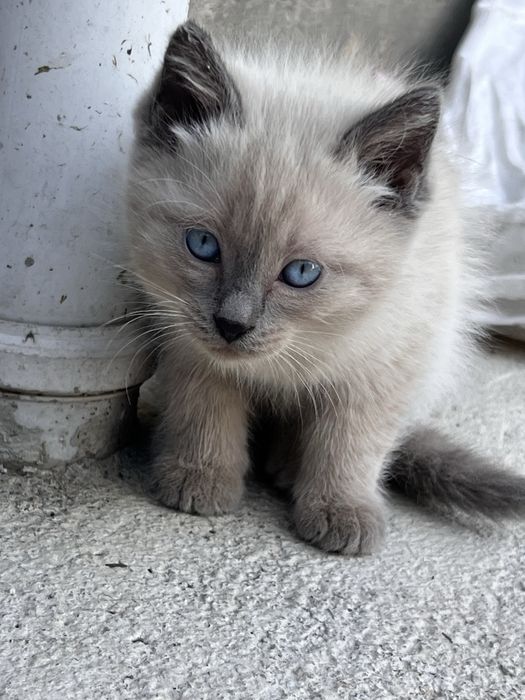 Отдам котят г. Есик