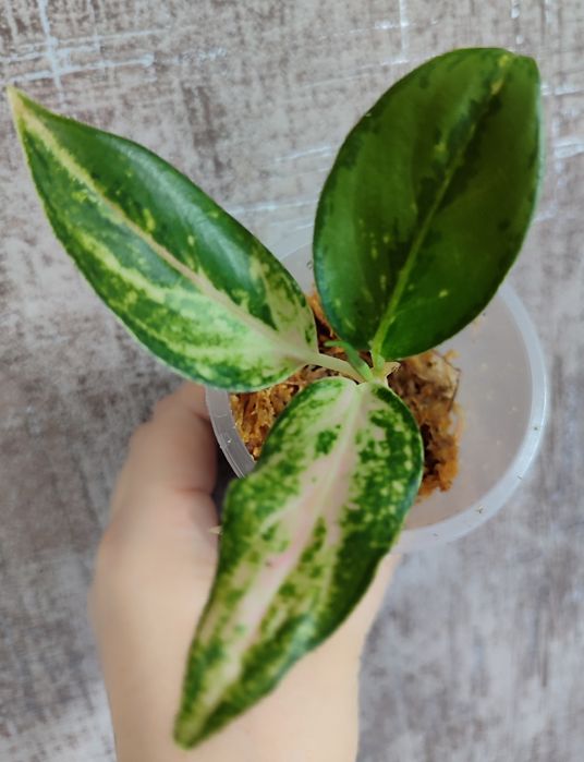 Тайские Аглаонемы