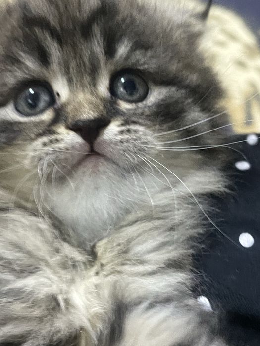 катятки здоровые умные папа британец длиннашерсный мама вислоухая