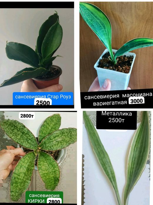 КОМНАТНЫЕ растения 1000т