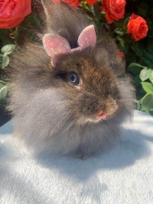 Iepuri cap de pui pui si adulti talie mica si mare