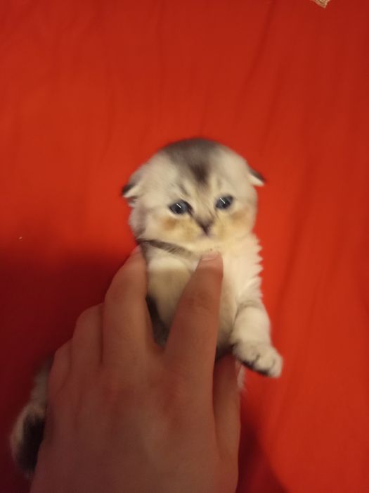 Продаётся котёнок скотиш фолд серебристый шиншилла