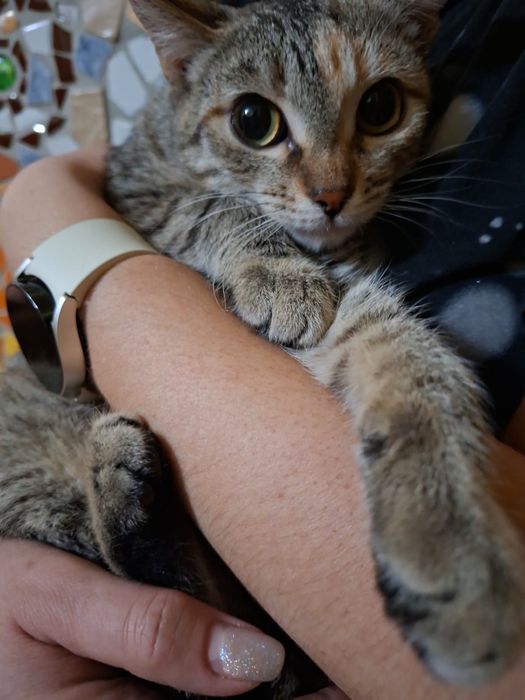 Отдам котёнка девочку