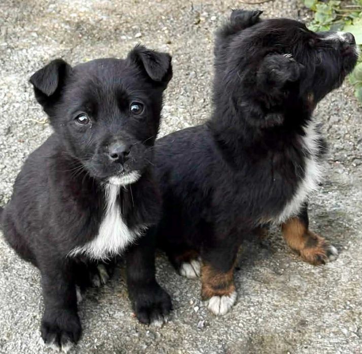 Подарявам кученца лабрадор микс