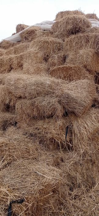 1-o'roq beda,pichan aralash