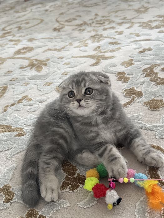 Продаю котёнка Скоттиш фолд