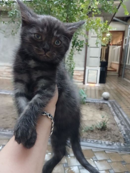 Xadyaga skotish strayt 1,5oylik qiz bola