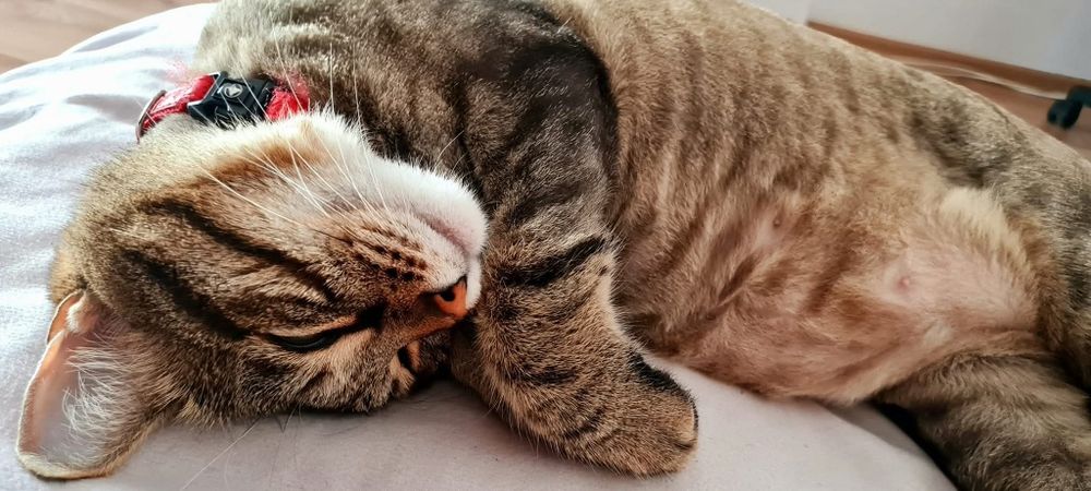 Donez pisica ( fata).