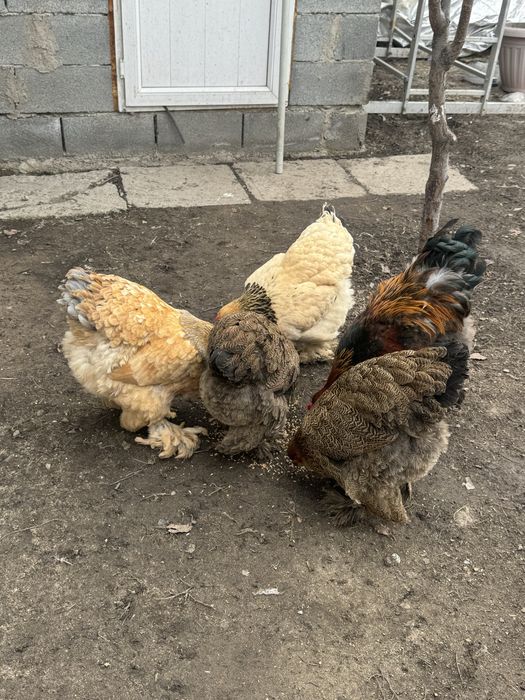 Продам курей брамы молодые особи