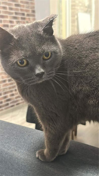 Британска късокосместа