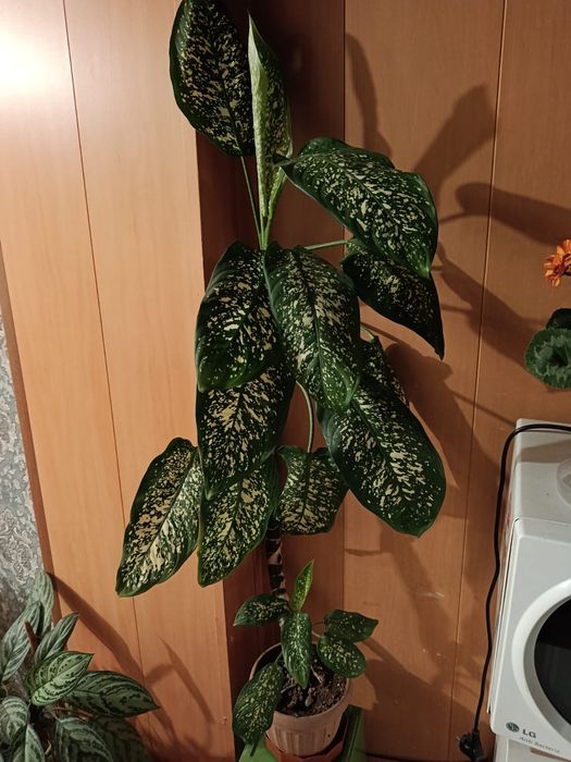 Продам комнатные растения, много