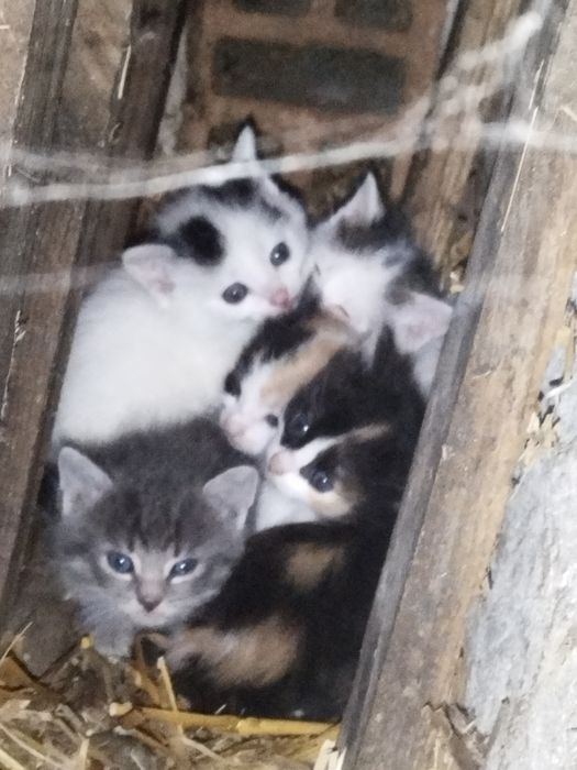 Подарявам шарени котенца