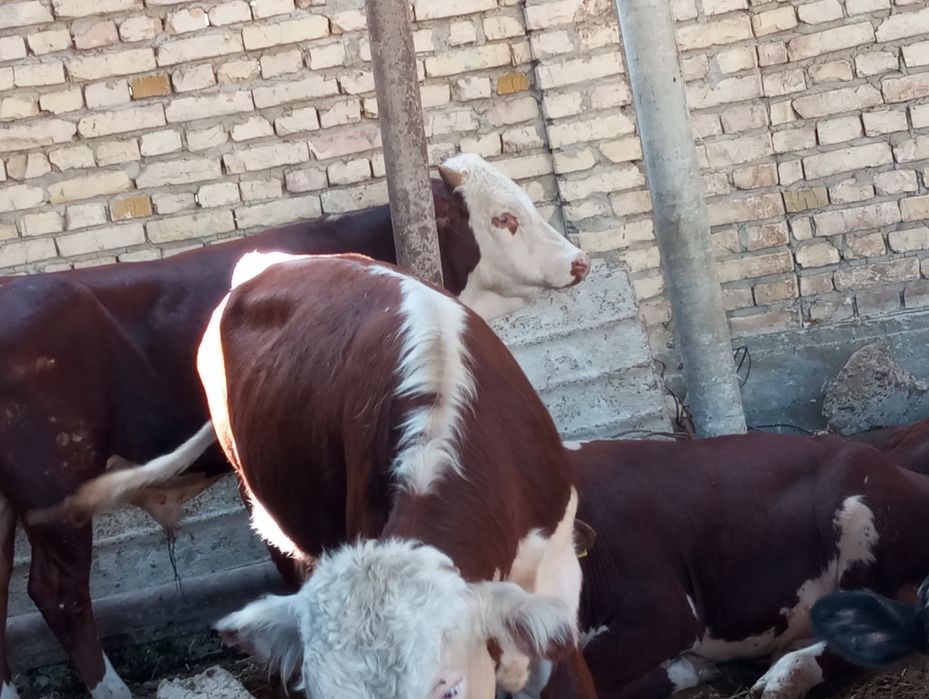 Grenfor Angus buqalar