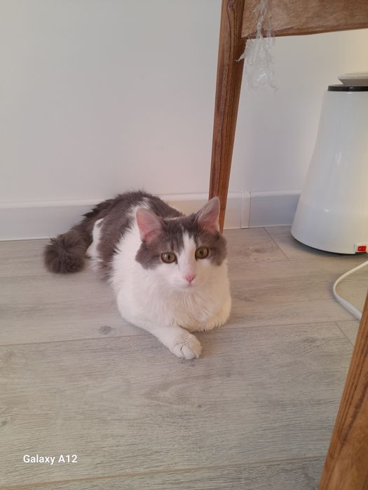 Отдам в хорошие руки кошку.