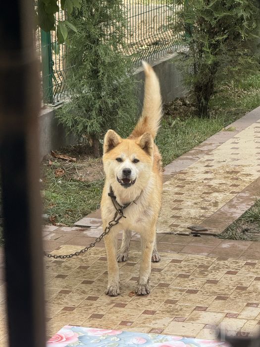 Акина ину продается собака