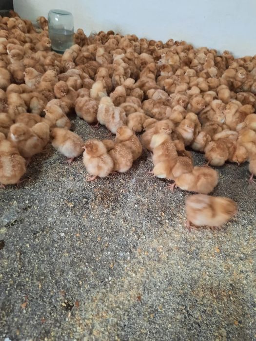 Куры несушки, цеплята