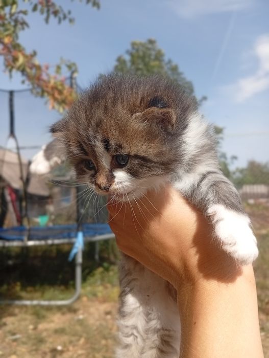 Котята метисы (папа Мейн-кун)