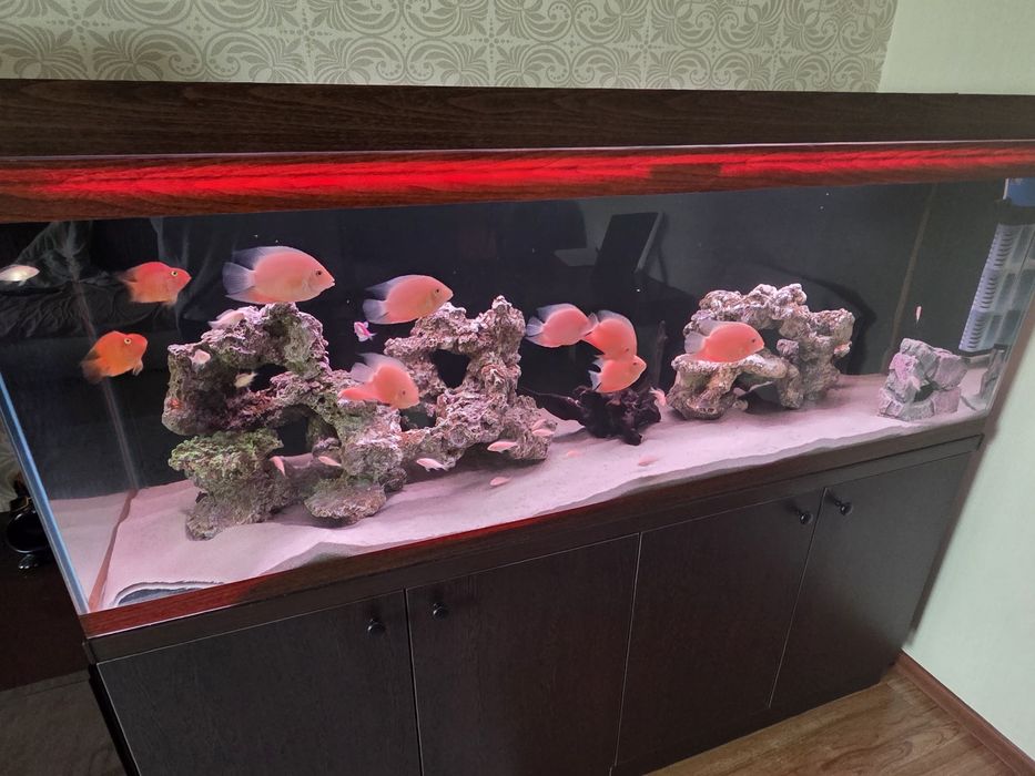 Северум красноточечный