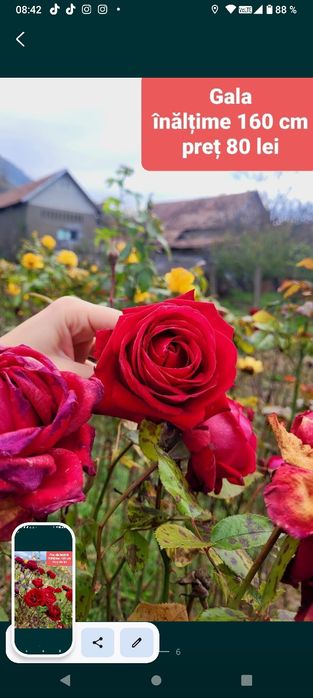 Trandafiri pe picior