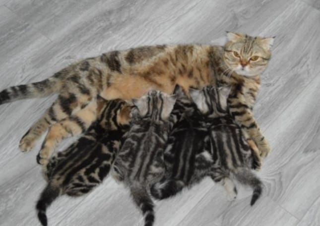 Вязка чистокровного кота