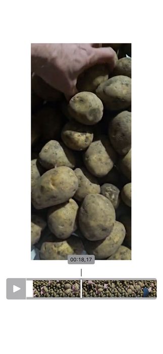 Продам картофель оптом