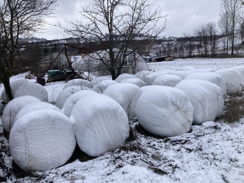 Baloti lucernă infoliati