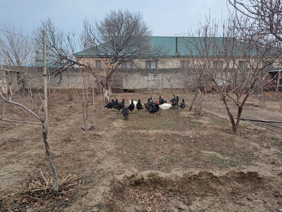 Инлюк 10 штук сатылады