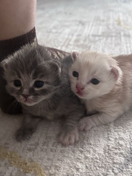 Срочно продаются красивые котята
