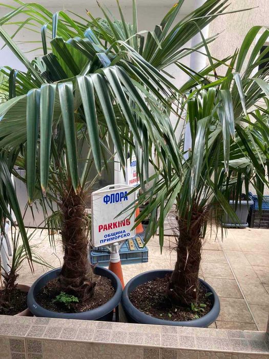 Студоустойчиви Палми Трахикарпус