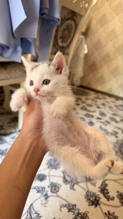 Котенок бесплатно в хорошин руки