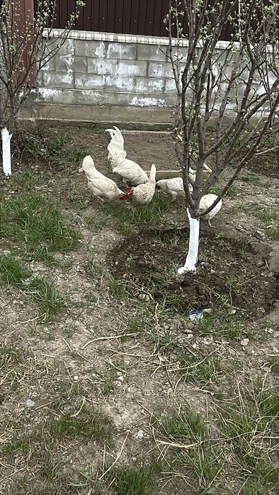 Продам куры леггорн