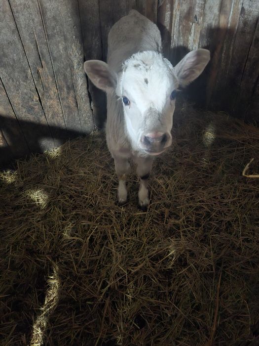 Продам бычка 1,5 месяца