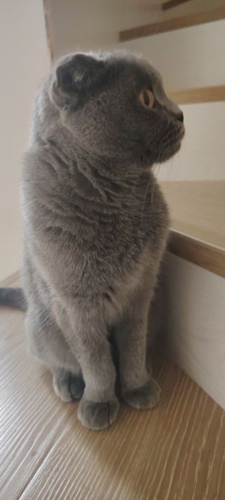 Продаётся кошка 2 года умная со всеми вещами