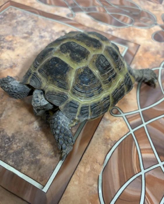 Черепаха сухопутная